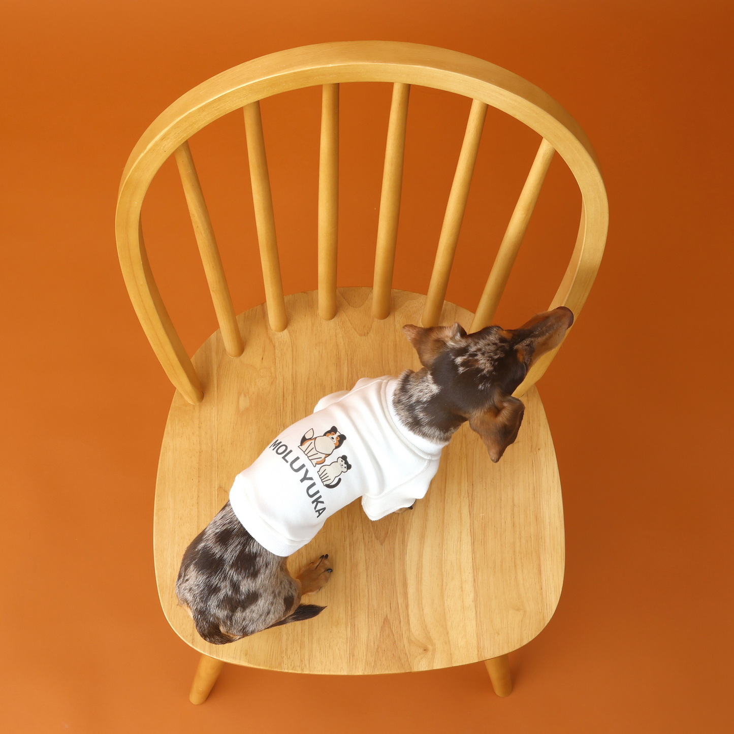 プレミアムスキンケアスウェット for pets
