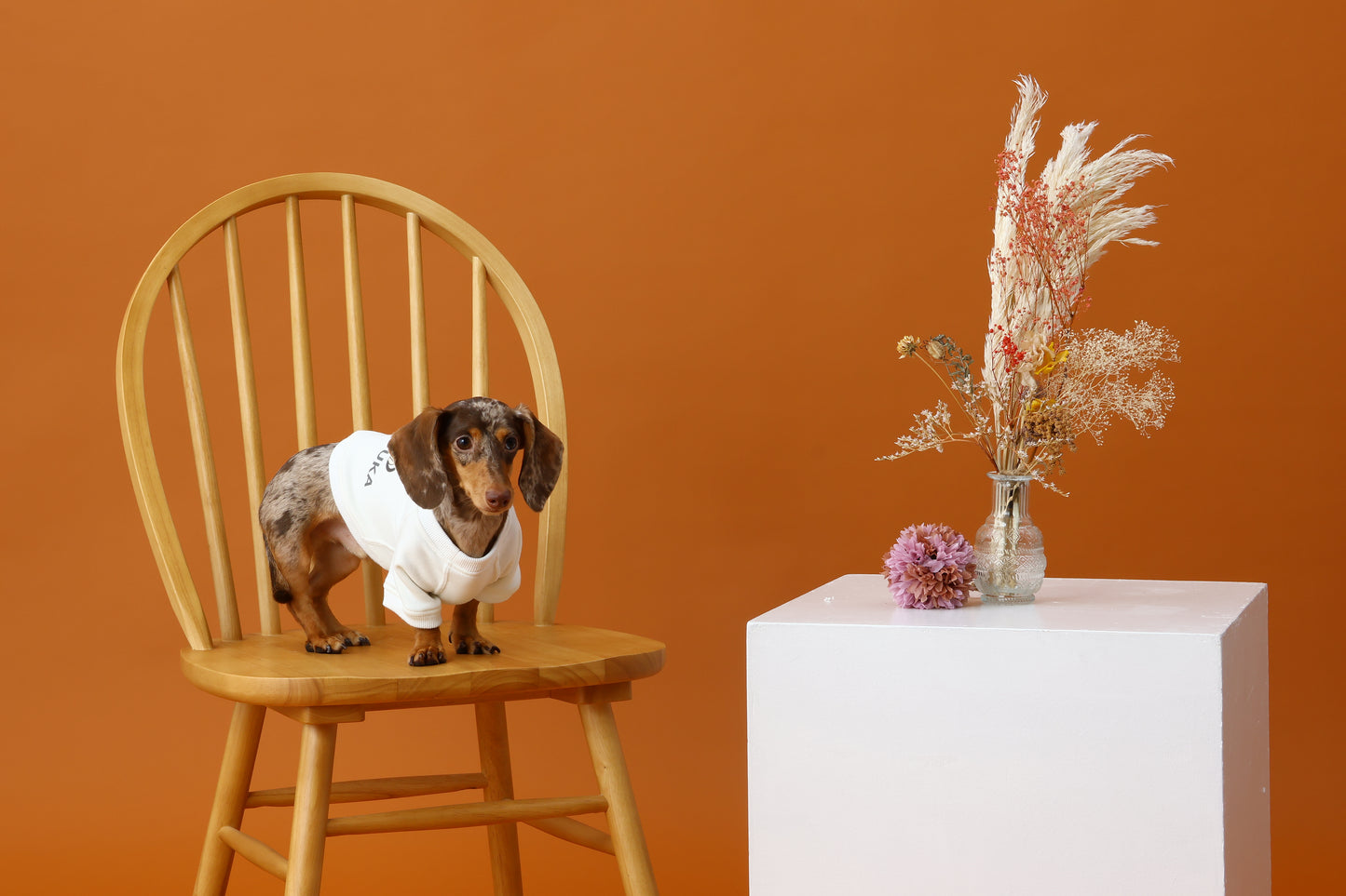 プレミアムスキンケアスウェット for pets