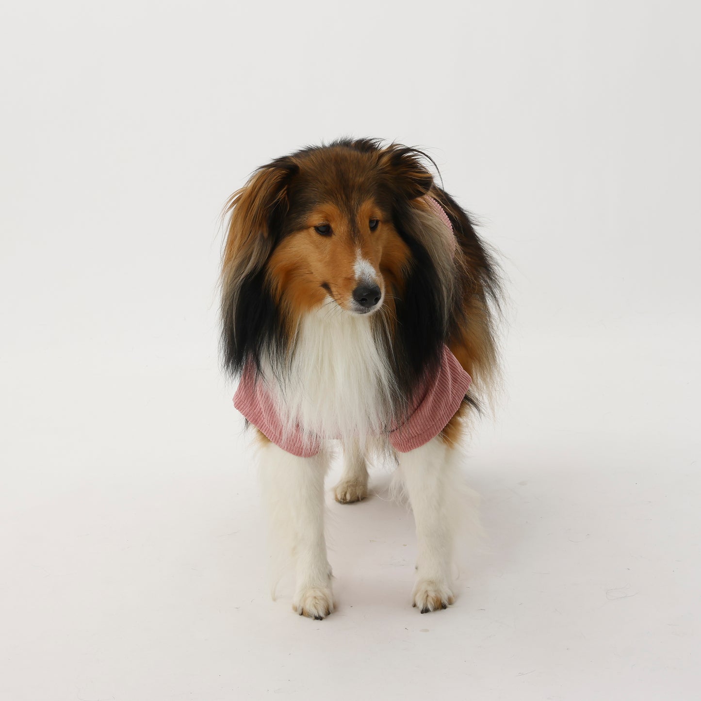 MOLUYUKA コーデュロイシャツ for pets