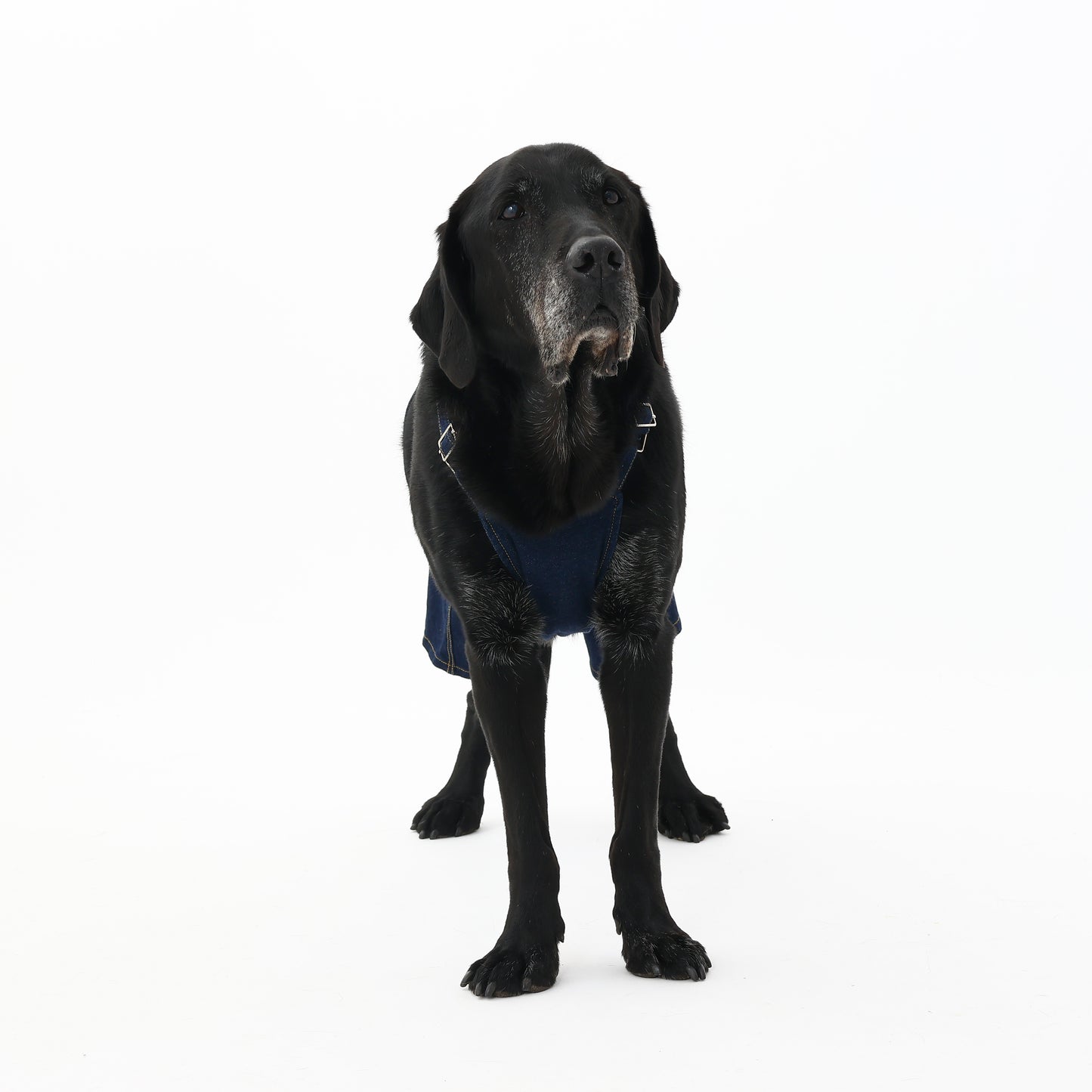 プレミアムスキンケア デニムオーバーオール for pets