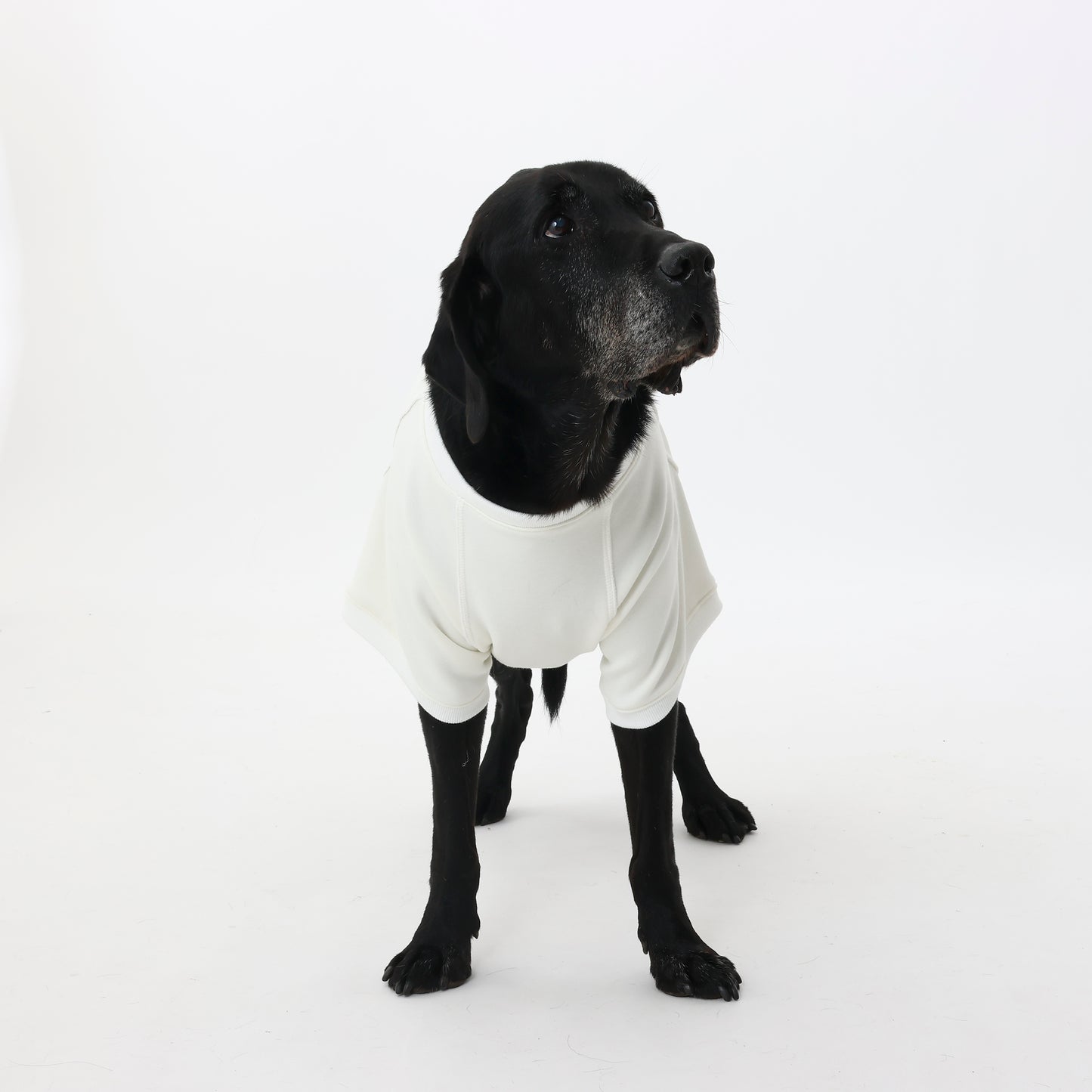 プレミアムスキンケアスウェット for pets