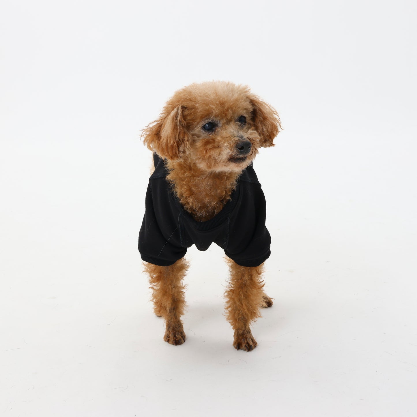 プレミアムスキンケアスウェット for pets