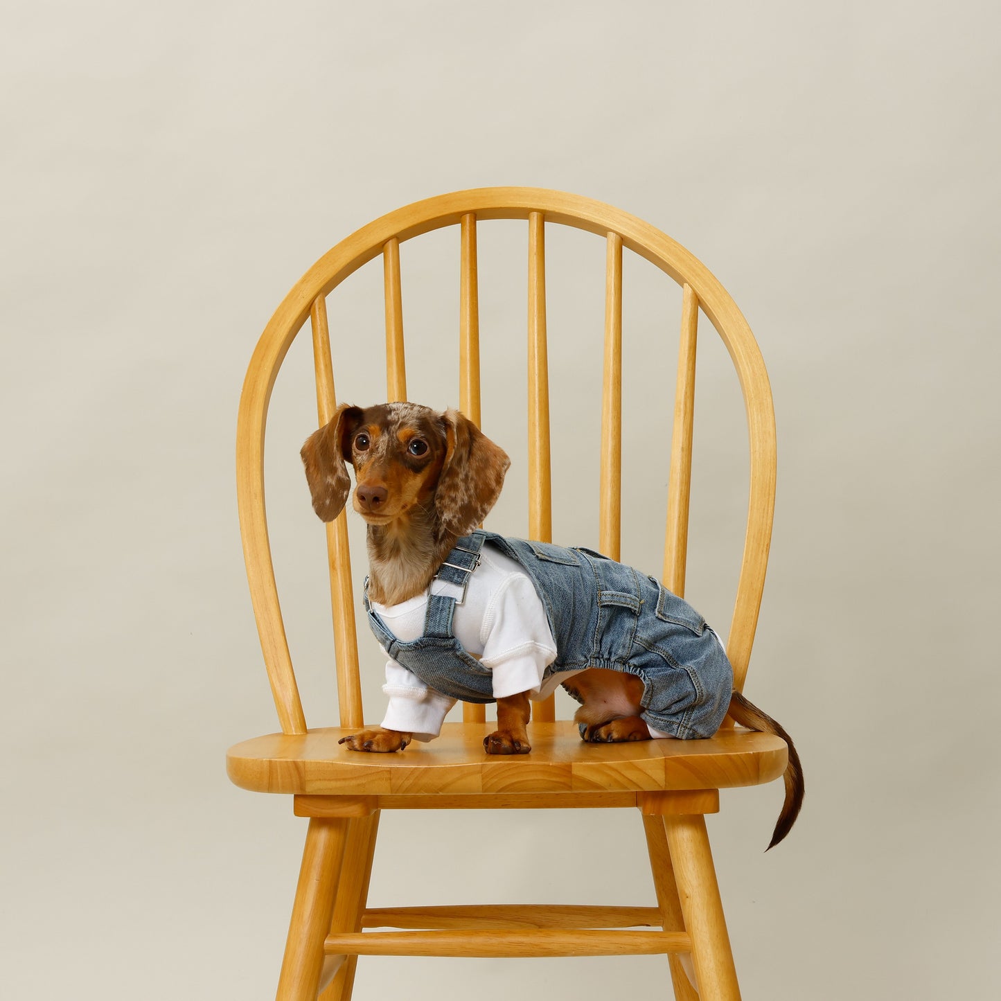 プレミアムスキンケア デニムオーバーオール for pets