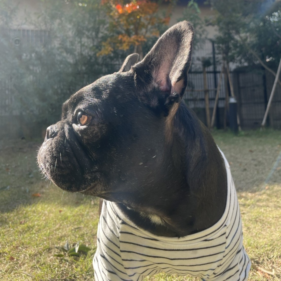 Yuka様♡専用ページです。 犬服 ハンドメイド ∞TuTu∞ 【公式通販】