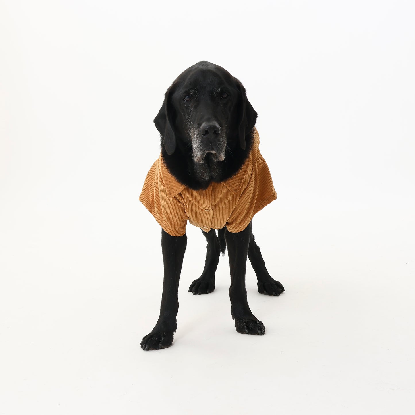 MOLUYUKA Corduroy Shirt for pets