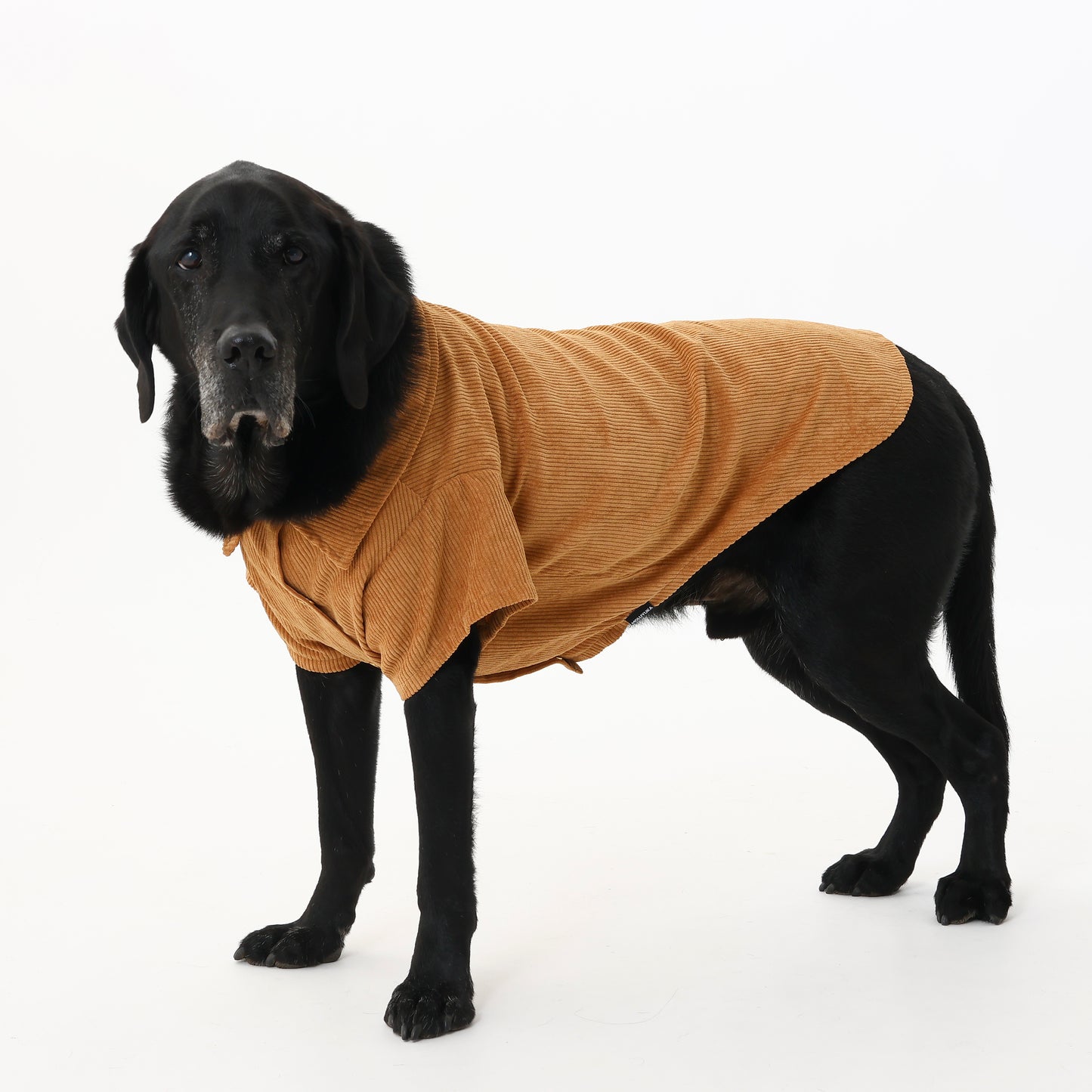 MOLUYUKA Corduroy Shirt for pets