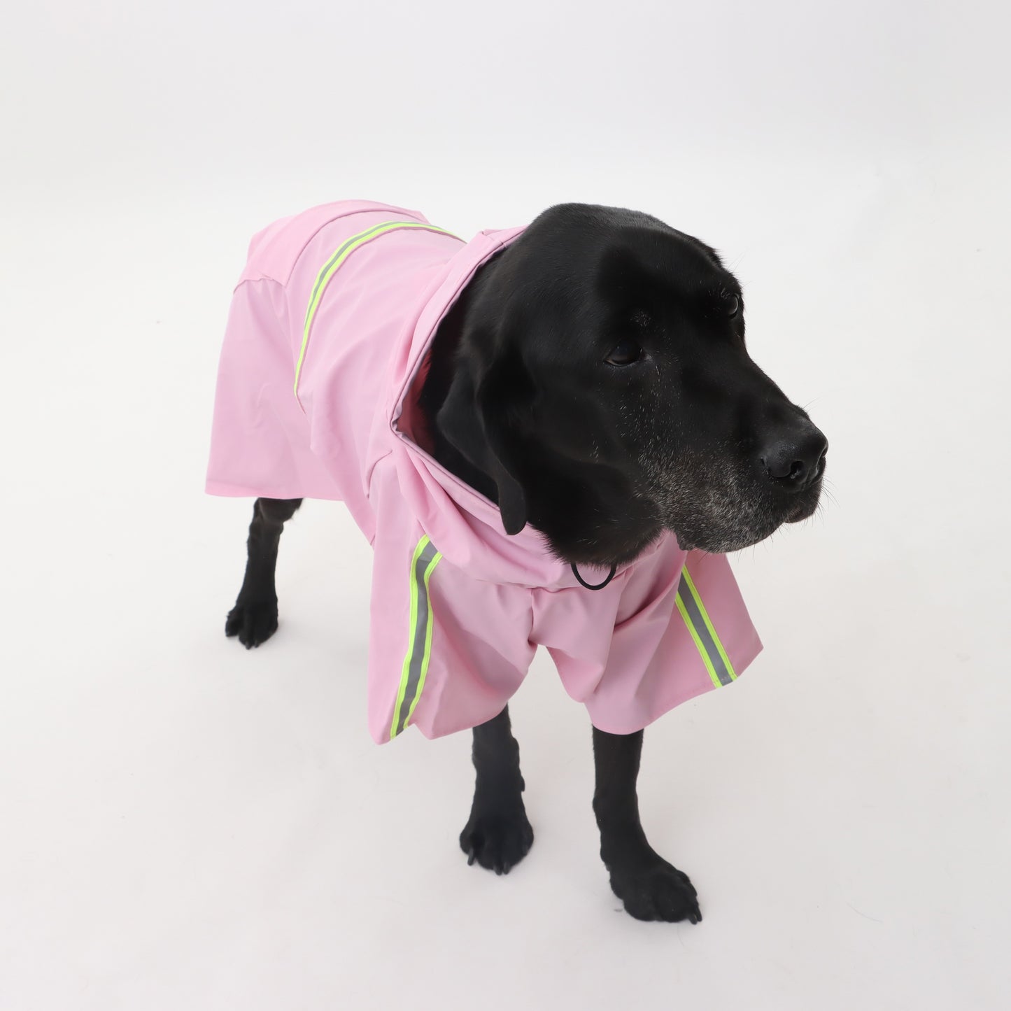 Raincoat with reflector for pets