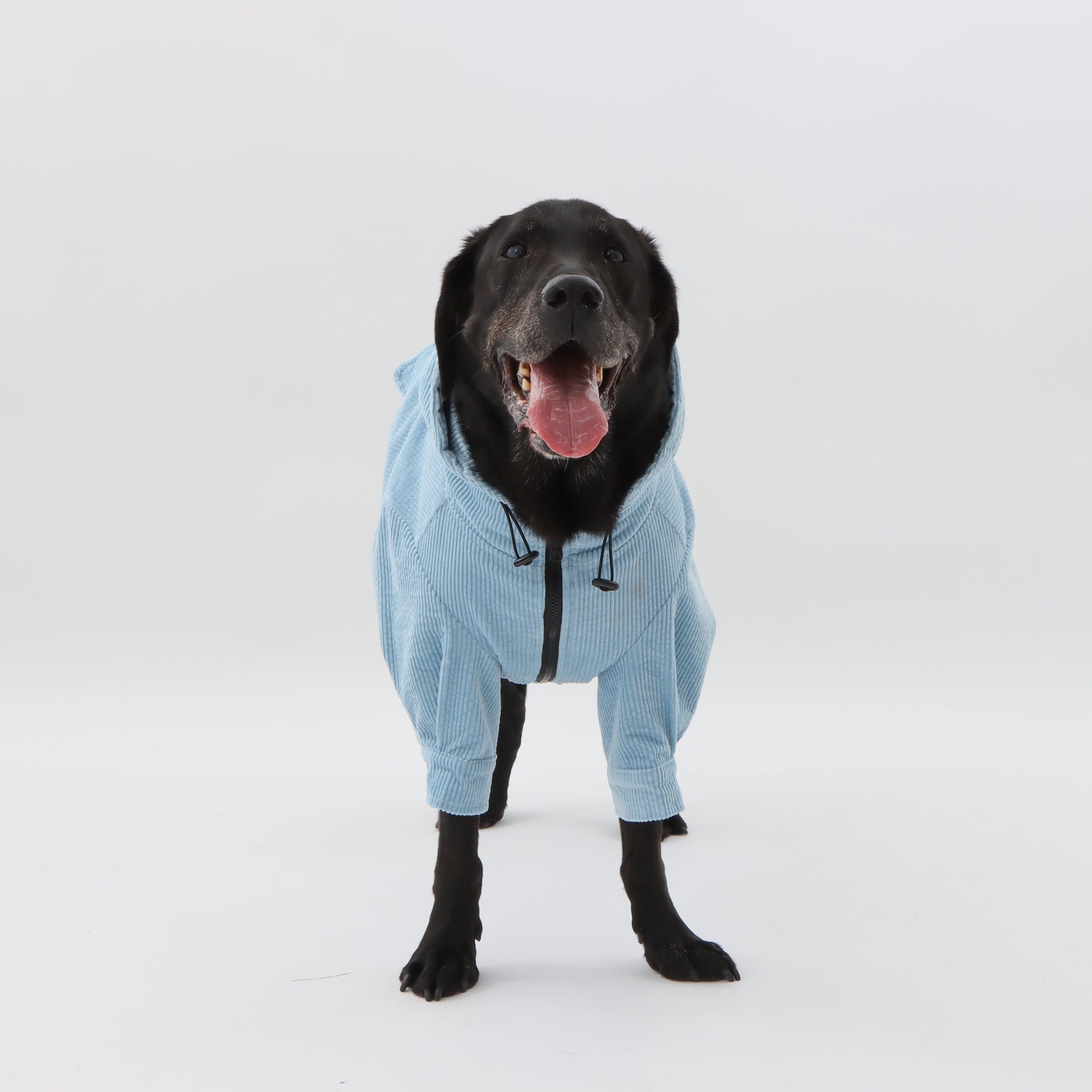 Corduroy blouson for pets