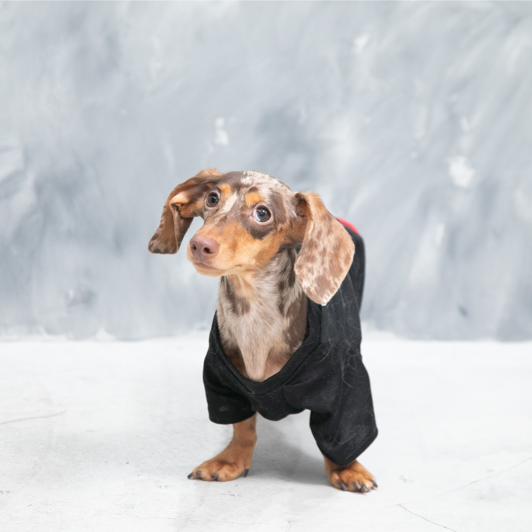 Premium Skin Care T-shirt for pets